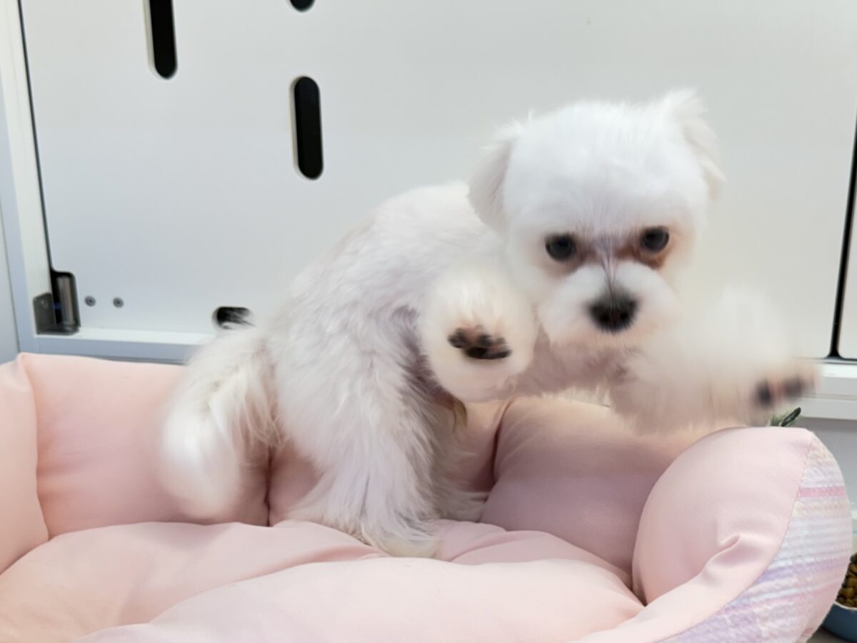最新画像更新✨️ドキドキとわくわくで胸いっぱいな僕⭐️少し人見知りなマイペース君なマルチーズの男のコきました〜❣️ マルチーズ