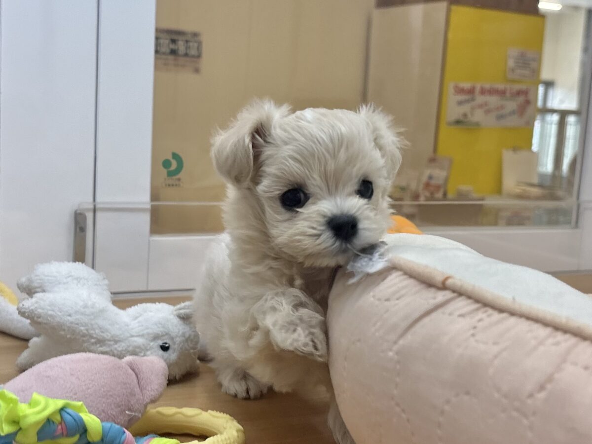 アイドル候補生でしゅ🎶マルプーちゃん! マルプー