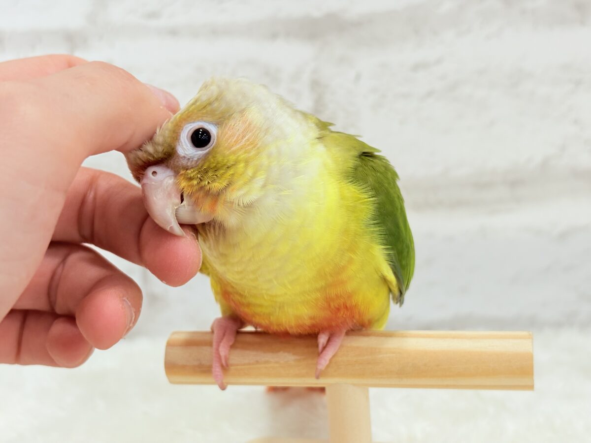 【最新画像・動画更新🪄】常夏⛱もこもこパインちゃん🐣🍍💖ウロコインコ(パイナップル) ヒナ ホオミドリウロコインコ