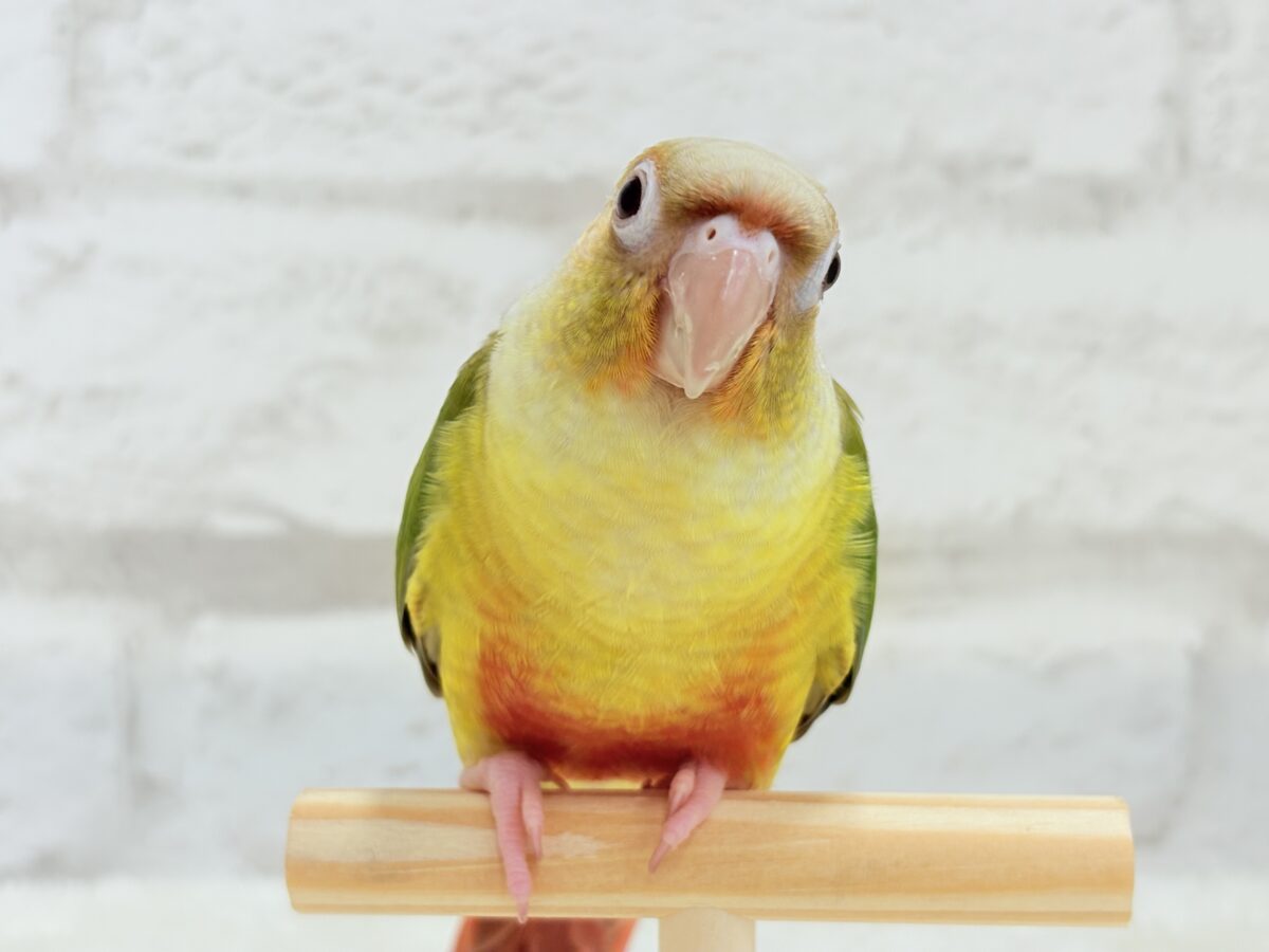 【最新画像・動画更新🪄】常夏⛱もこもこパインちゃん🐣🍍💖ウロコインコ(パイナップル) ヒナ ホオミドリウロコインコ