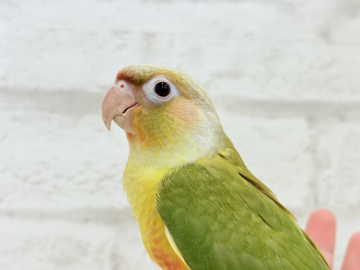 【最新画像・動画更新🪄】常夏⛱もこもこパインちゃん🐣🍍💖ウロコインコ(パイナップル) ヒナ ホオミドリウロコインコ