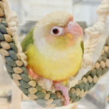 【最新画像・動画更新🪄】常夏⛱もこもこパインちゃん🐣🍍💖ウロコインコ(パイナップル) ヒナ