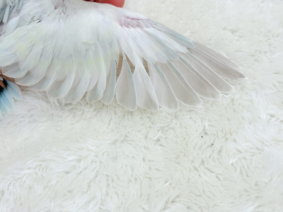 【最新画像更新🪄】初♡お顔もカラーも可愛すぎ♡コザクラインコ(アクアターコイズグリーンパリッド) ヒナ コザクラインコ(小桜インコ)