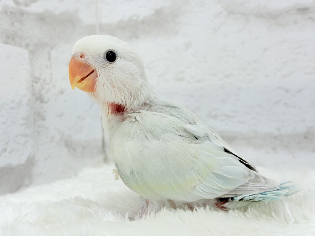 【最新画像更新🪄】初♡お顔もカラーも可愛すぎ♡コザクラインコ(アクアターコイズグリーンパリッド) ヒナ コザクラインコ(小桜インコ)
