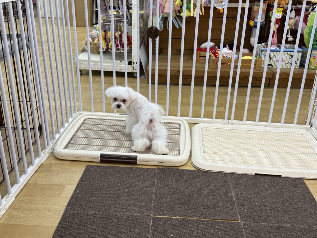 最新画像更新✨️ドキドキとわくわくで胸いっぱいな僕⭐️少し人見知りなマイペース君なマルチーズの男のコきました〜❣️ マルチーズ