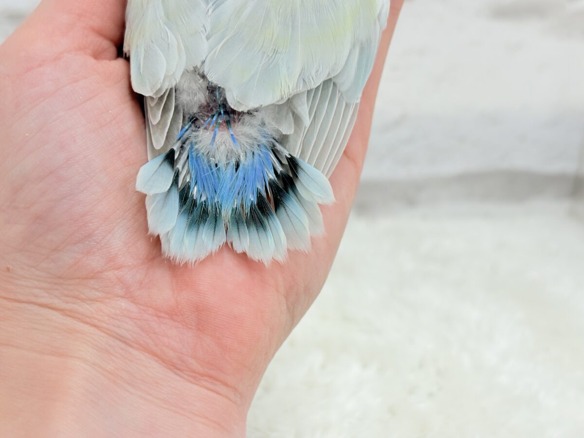 【最新画像更新🪄】初♡お顔もカラーも可愛すぎ♡コザクラインコ(アクアターコイズグリーンパリッド) ヒナ コザクラインコ(小桜インコ)