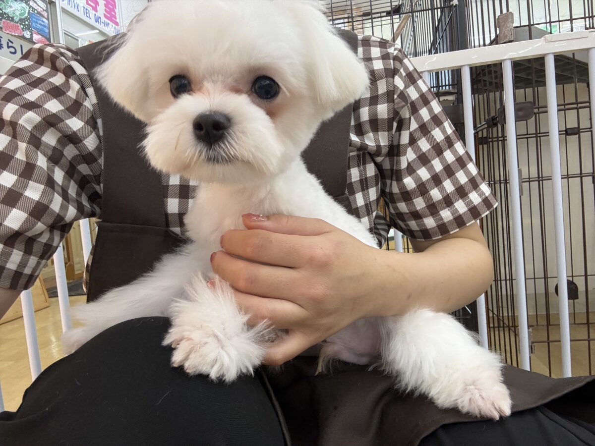 最新画像更新✨️ドキドキとわくわくで胸いっぱいな僕⭐️少し人見知りなマイペース君なマルチーズの男のコきました〜❣️ マルチーズ
