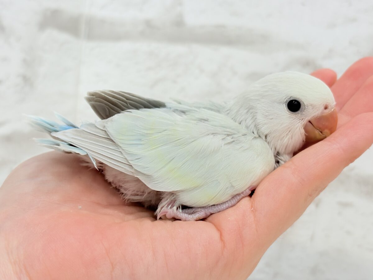 コザクラインコ（小桜インコ）