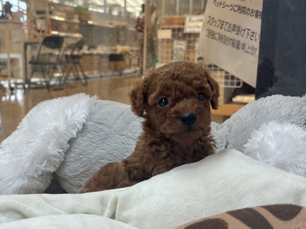 甘え鳴きが止まらないよぉ〜!トイプードルくん! トイプードル