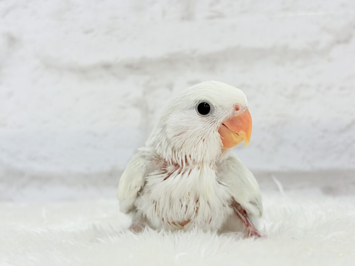 【最新画像更新🪄】初♡お顔もカラーも可愛すぎ♡コザクラインコ(アクアターコイズグリーンパリッド) ヒナ コザクラインコ(小桜インコ)