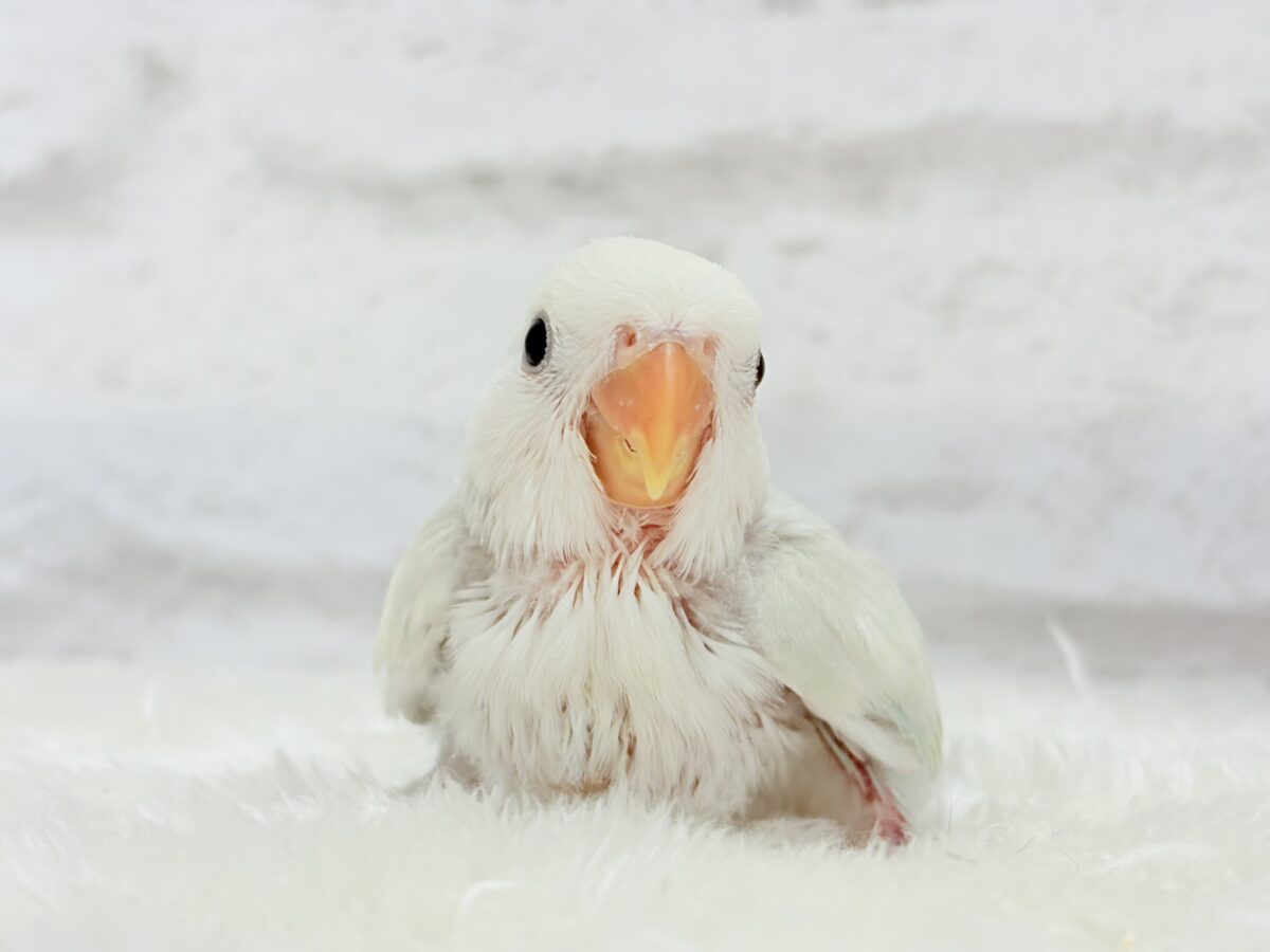 【最新画像更新🪄】初♡お顔もカラーも可愛すぎ♡コザクラインコ(アクアターコイズグリーンパリッド) ヒナ コザクラインコ(小桜インコ)
