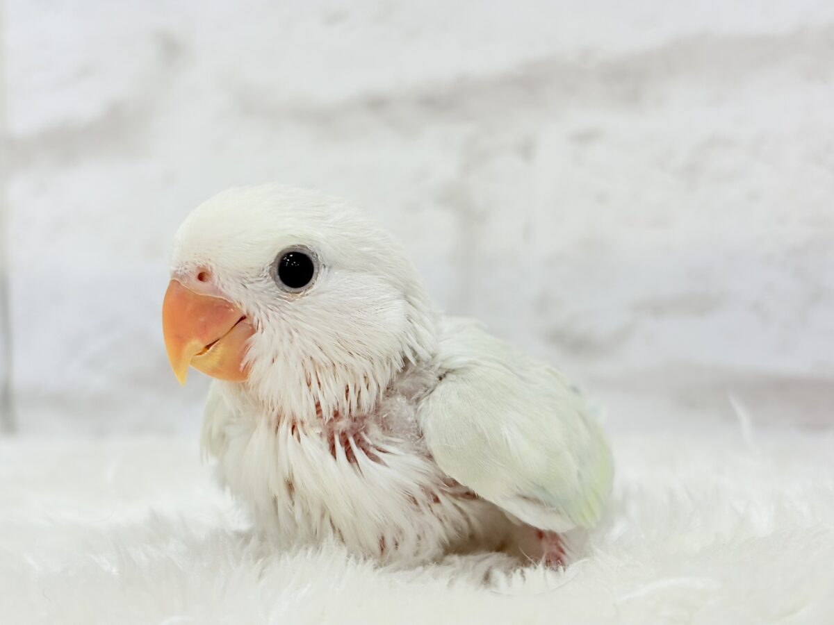 【最新画像更新🪄】初♡お顔もカラーも可愛すぎ♡コザクラインコ(アクアターコイズグリーンパリッド) ヒナ コザクラインコ(小桜インコ)