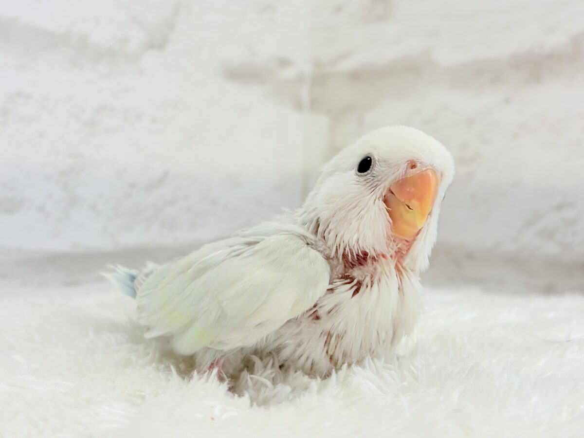 【最新画像更新🪄】初♡お顔もカラーも可愛すぎ♡コザクラインコ(アクアターコイズグリーンパリッド) ヒナ コザクラインコ(小桜インコ)