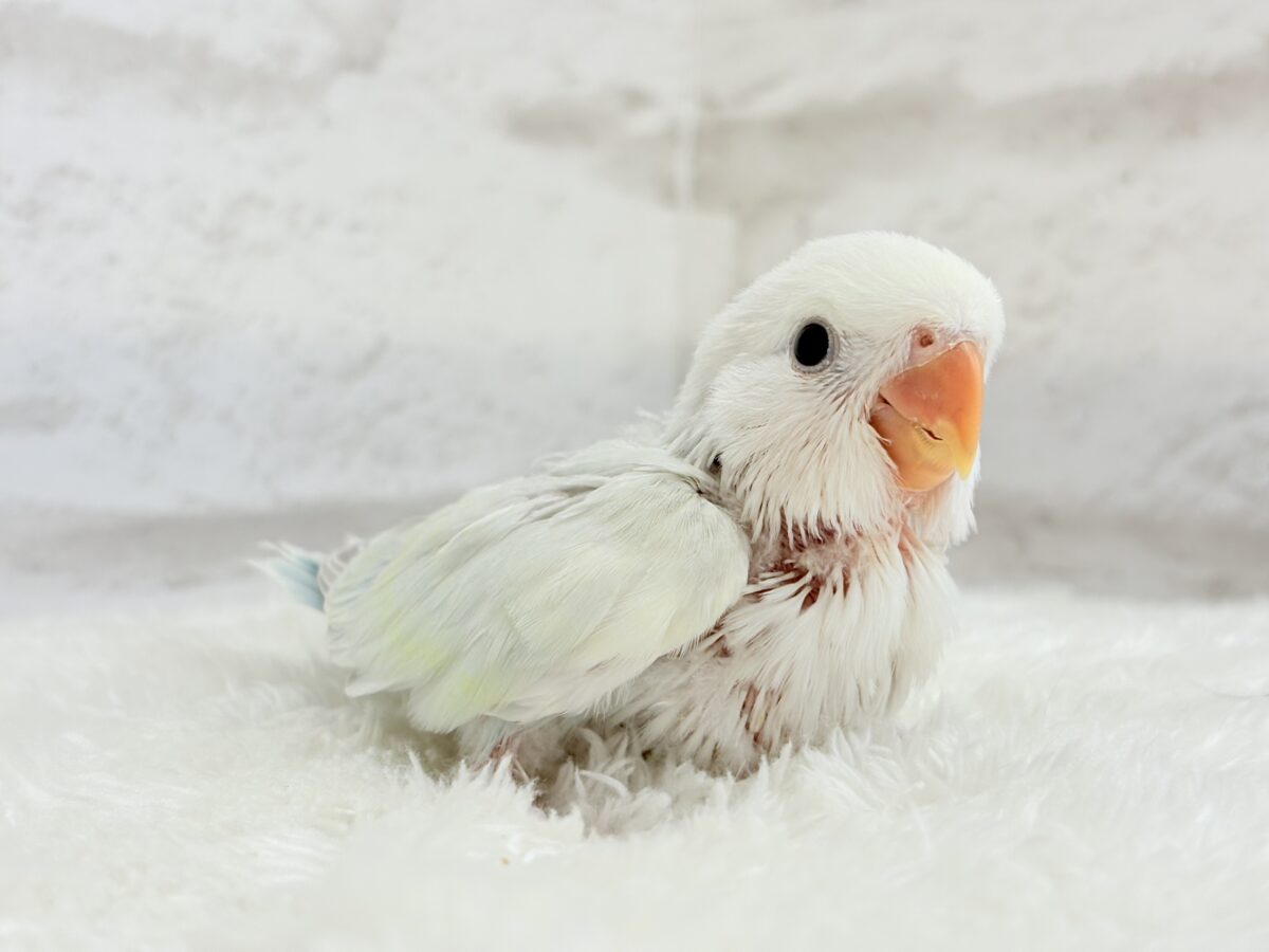 コザクラインコ（小桜インコ）