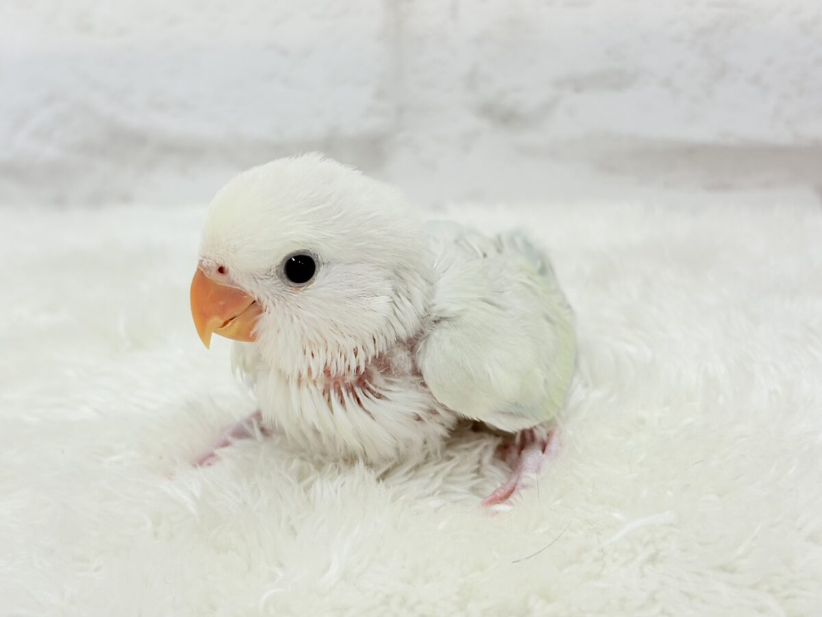 コザクラインコ（小桜インコ）