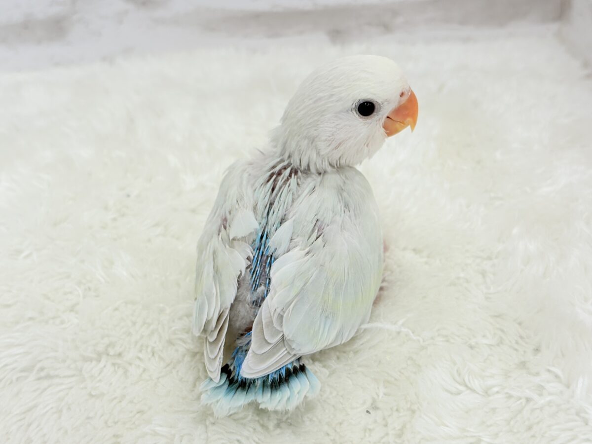 コザクラインコ（小桜インコ）