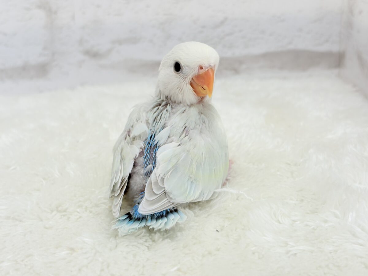 コザクラインコ（小桜インコ）