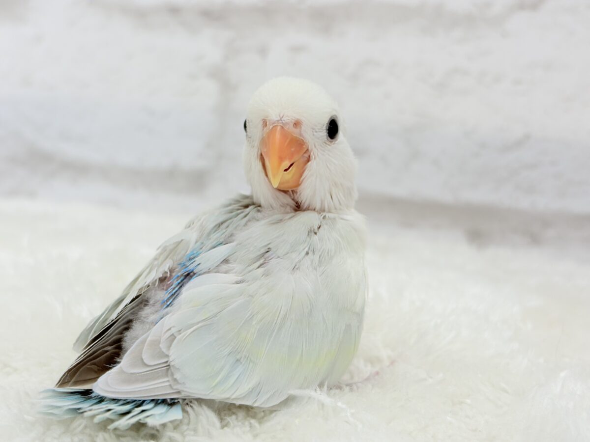 【最新画像更新🪄】初♡お顔もカラーも可愛すぎ♡コザクラインコ(アクアターコイズグリーンパリッド) ヒナ コザクラインコ(小桜インコ)