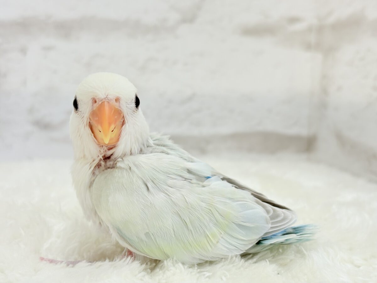 コザクラインコ（小桜インコ）