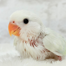 【最新画像更新🪄】初♡お顔もカラーも可愛すぎ♡コザクラインコ(アクアターコイズグリーンパリッド) ヒナ