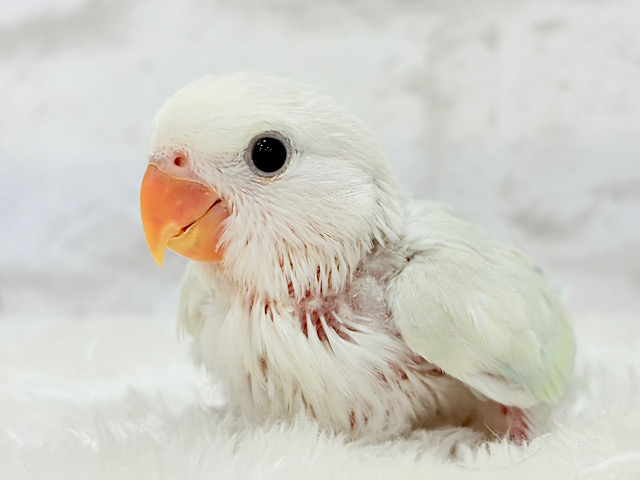 【最新画像更新🪄】初♡お顔もカラーも可愛すぎ♡コザクラインコ(アクアターコイズグリーンパリッド) ヒナ