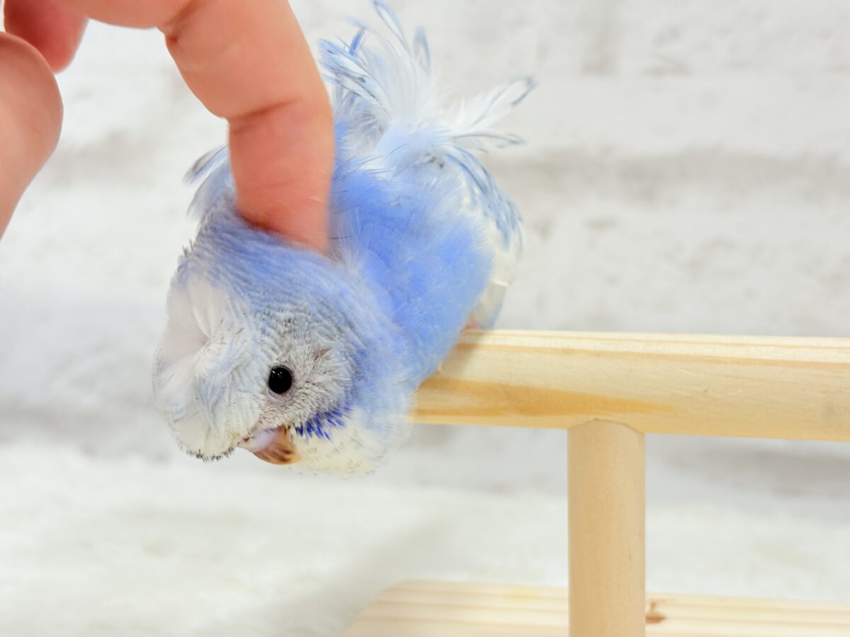梵天セキセイインコ