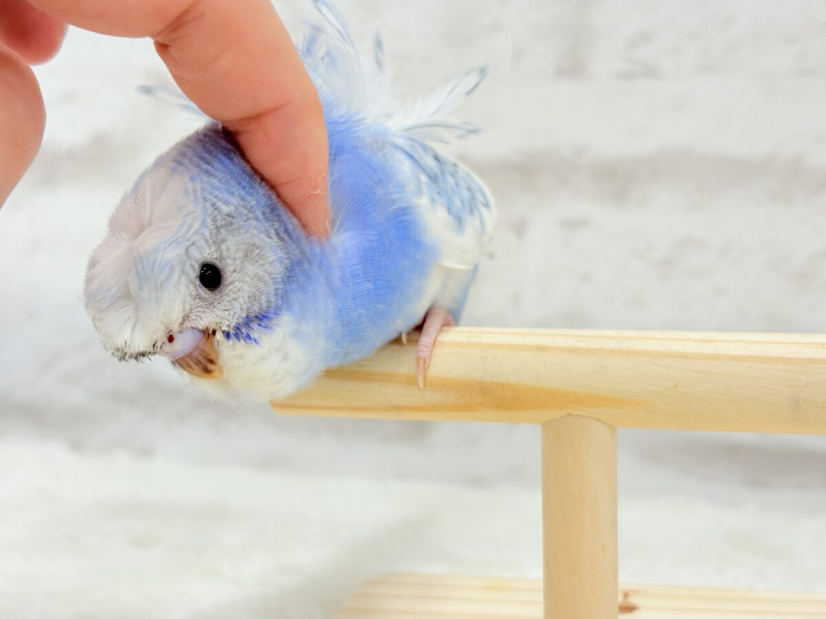 梵天セキセイインコ