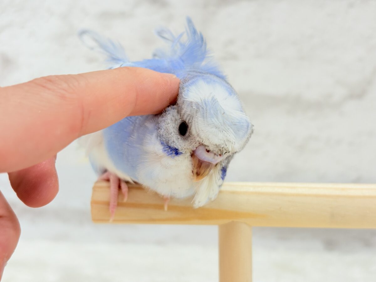 【最新画像更新🪄】おカッパちゃんがやって来た🐣🥒梵天セキセイインコ(スパングルパイド) ヒナ 梵天セキセイインコ