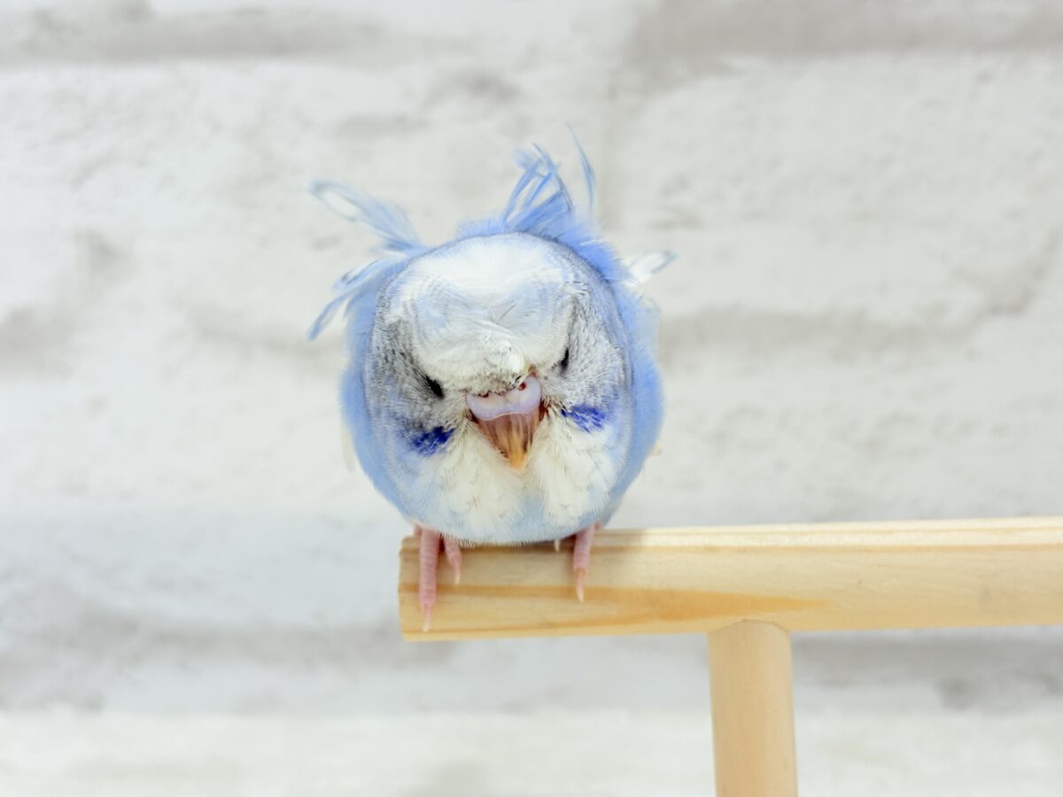 【最新画像更新🪄】おカッパちゃんがやって来た🐣🥒梵天セキセイインコ(スパングルパイド) ヒナ 梵天セキセイインコ