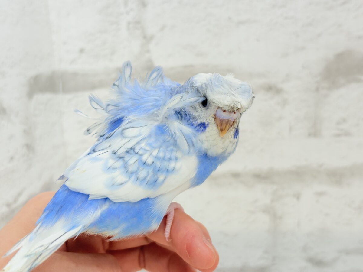 梵天セキセイインコ