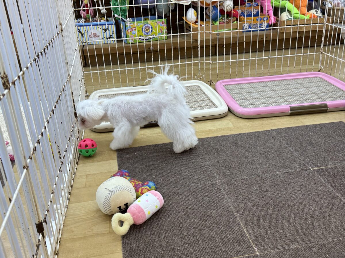 最新画像更新✨️ドキドキとわくわくで胸いっぱいな僕⭐️少し人見知りなマイペース君なマルチーズの男のコきました〜❣️ マルチーズ