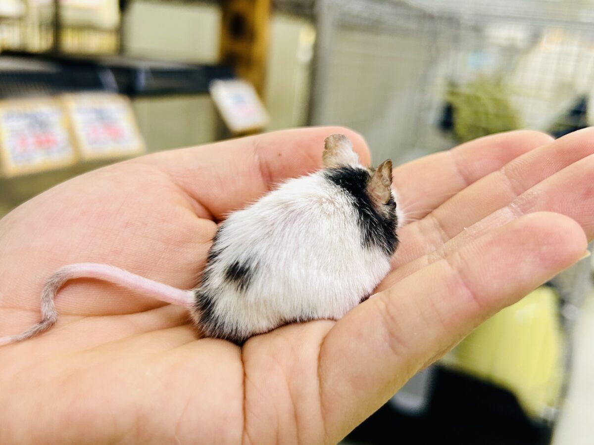 【最新画像更新☆☆】皆様お久しぶりでチュ~ パンダマウス パンダマウス