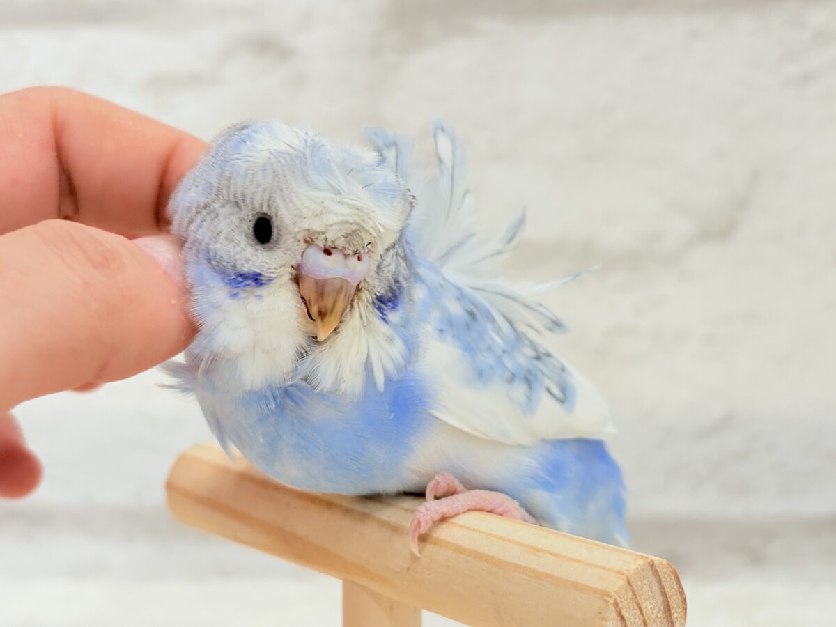 【最新画像更新🪄】おカッパちゃんがやって来た🐣🥒梵天セキセイインコ(スパングルパイド) ヒナ 梵天セキセイインコ