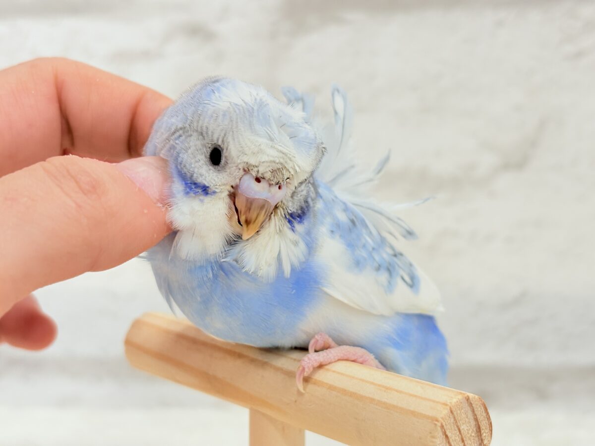 梵天セキセイインコ