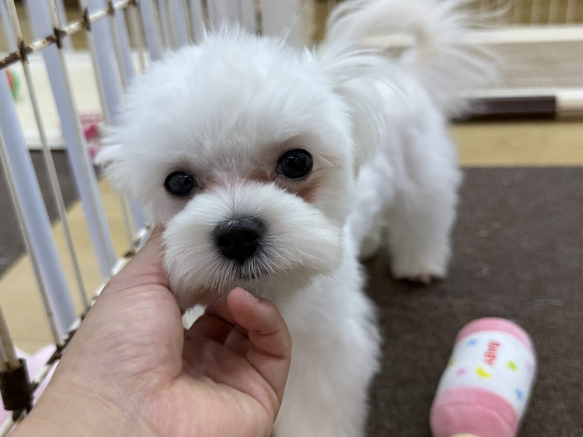最新画像更新✨️ドキドキとわくわくで胸いっぱいな僕⭐️少し人見知りなマイペース君なマルチーズの男のコきました〜❣️ マルチーズ