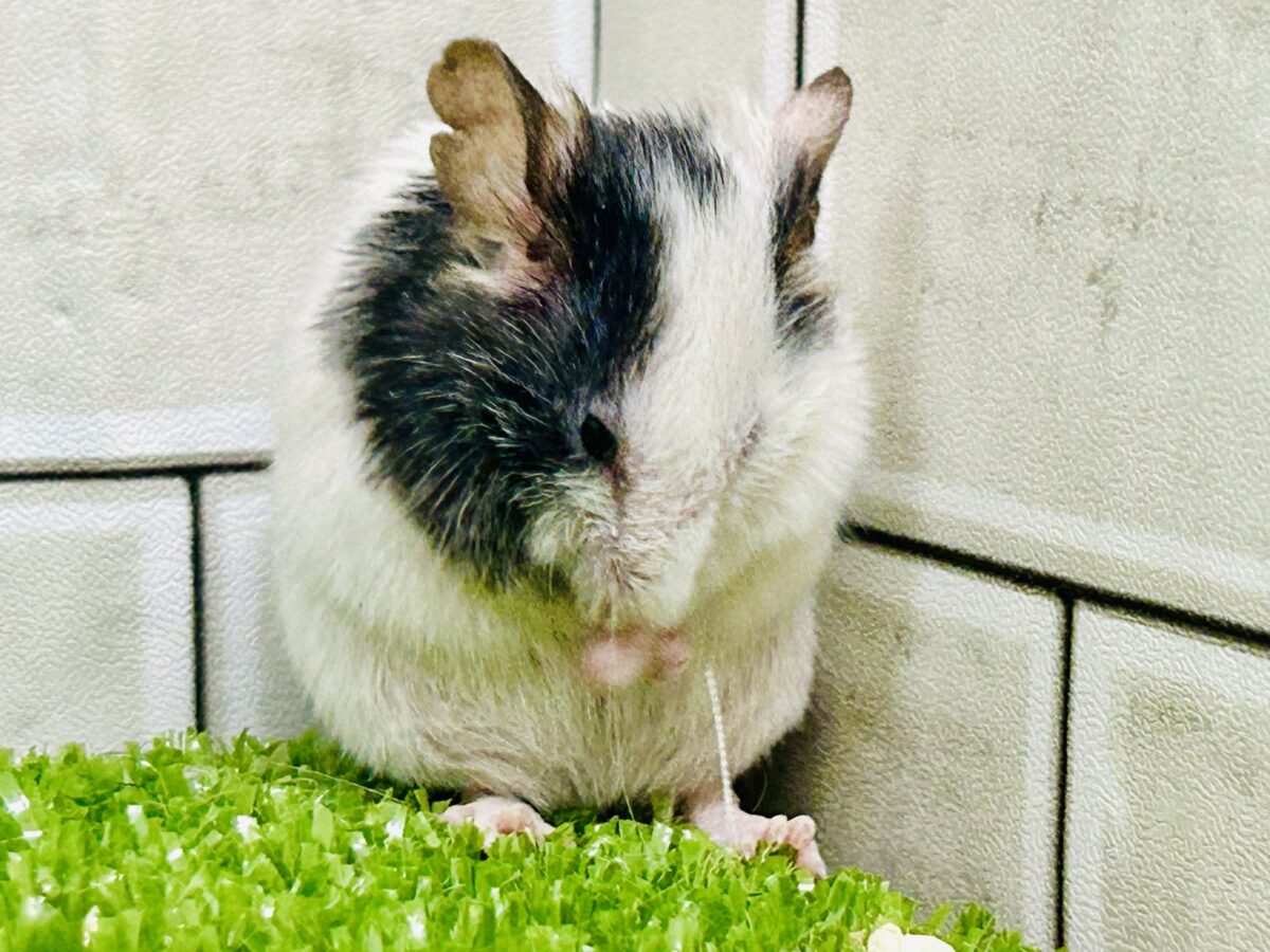 【最新画像更新☆☆】皆様お久しぶりでチュ~ パンダマウス パンダマウス