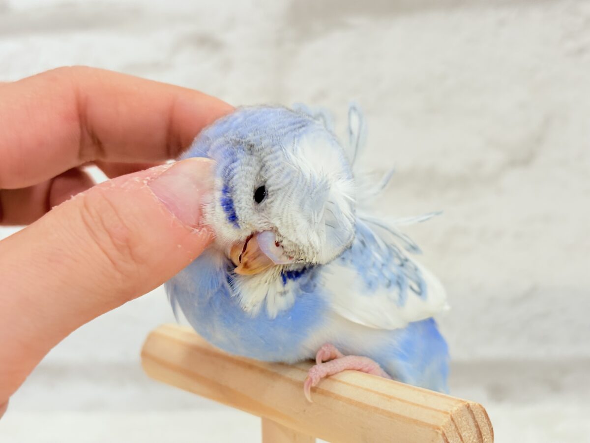 【最新画像更新🪄】おカッパちゃんがやって来た🐣🥒梵天セキセイインコ(スパングルパイド) ヒナ 梵天セキセイインコ