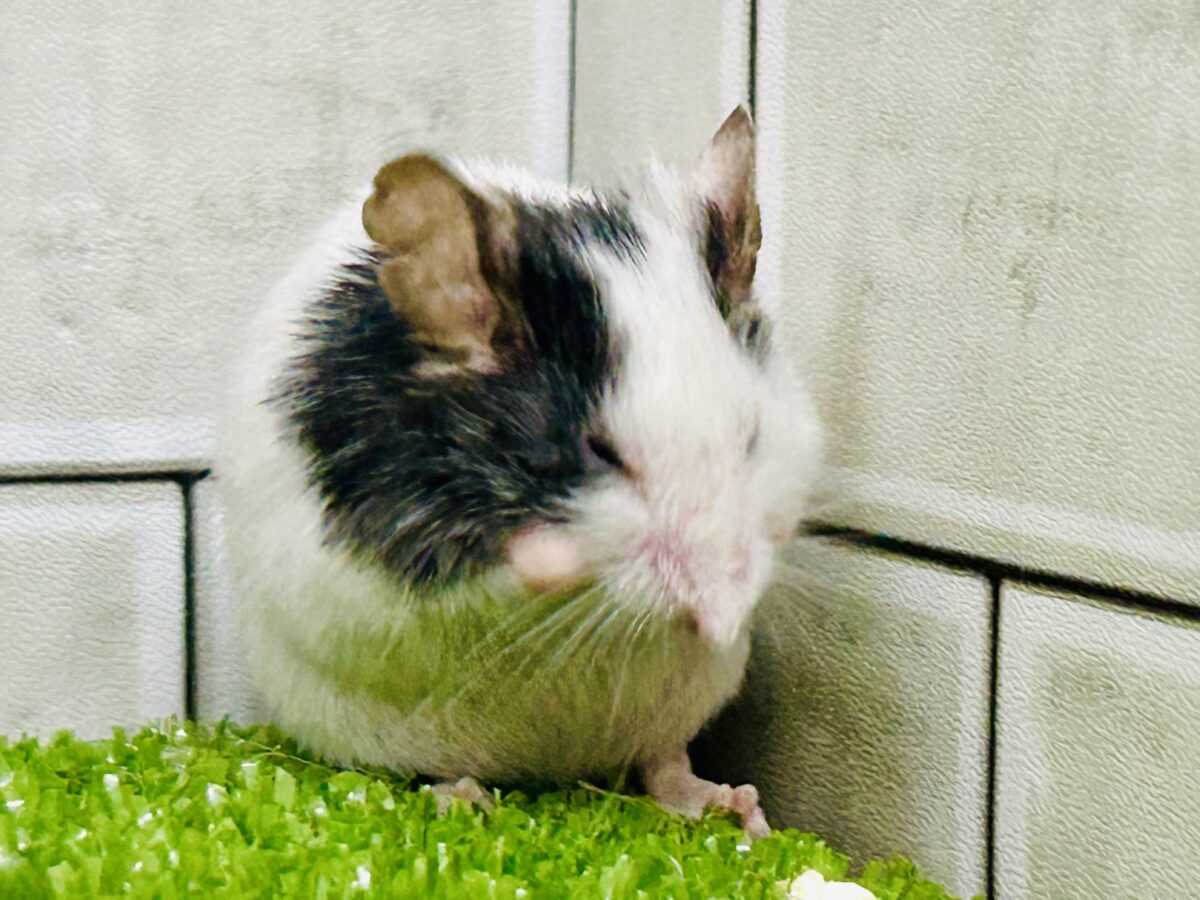 【最新画像更新☆☆】皆様お久しぶりでチュ~ パンダマウス パンダマウス