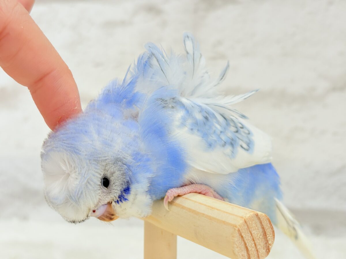 【最新画像更新🪄】おカッパちゃんがやって来た🐣🥒梵天セキセイインコ(スパングルパイド) ヒナ 梵天セキセイインコ