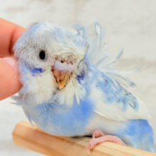 【最新画像更新🪄】おカッパちゃんがやって来た🐣🥒梵天セキセイインコ(スパングルパイド) ヒナ