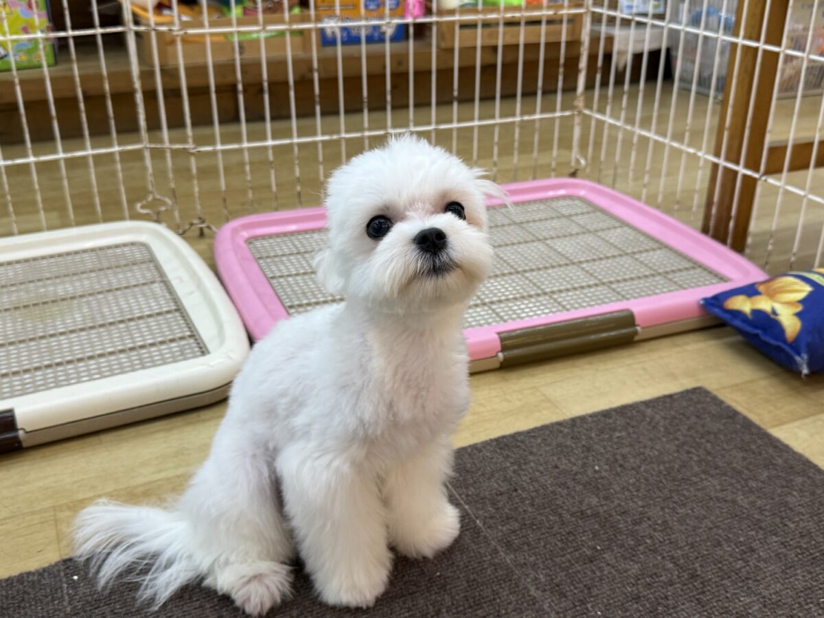 最新画像更新✨️ドキドキとわくわくで胸いっぱいな僕⭐️少し人見知りなマイペース君なマルチーズの男のコきました〜❣️ マルチーズ