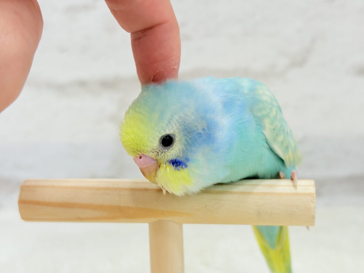 【最新画像更新🪄】ハッピースマイルが炸裂しちゃう🐣💖セキセイインコ(パステルカラーレインボー) ヒナ セキセイインコ
