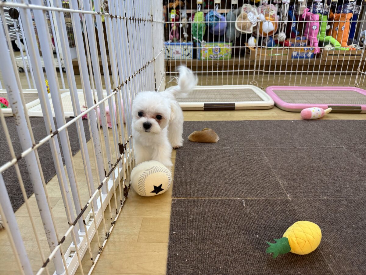 最新画像更新✨️ドキドキとわくわくで胸いっぱいな僕⭐️少し人見知りなマイペース君なマルチーズの男のコきました〜❣️ マルチーズ