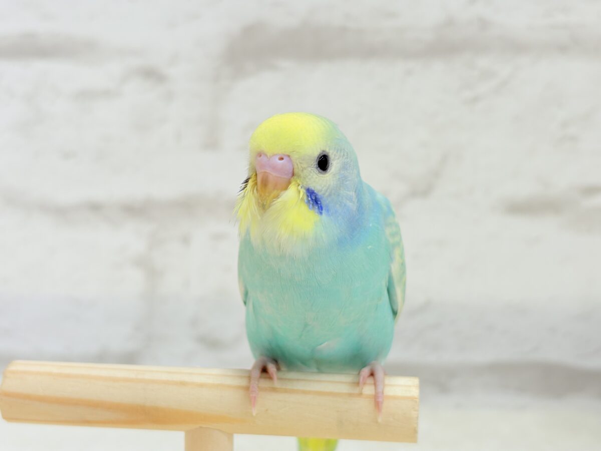 【最新画像更新🪄】ハッピースマイルが炸裂しちゃう🐣💖セキセイインコ(パステルカラーレインボー) ヒナ セキセイインコ