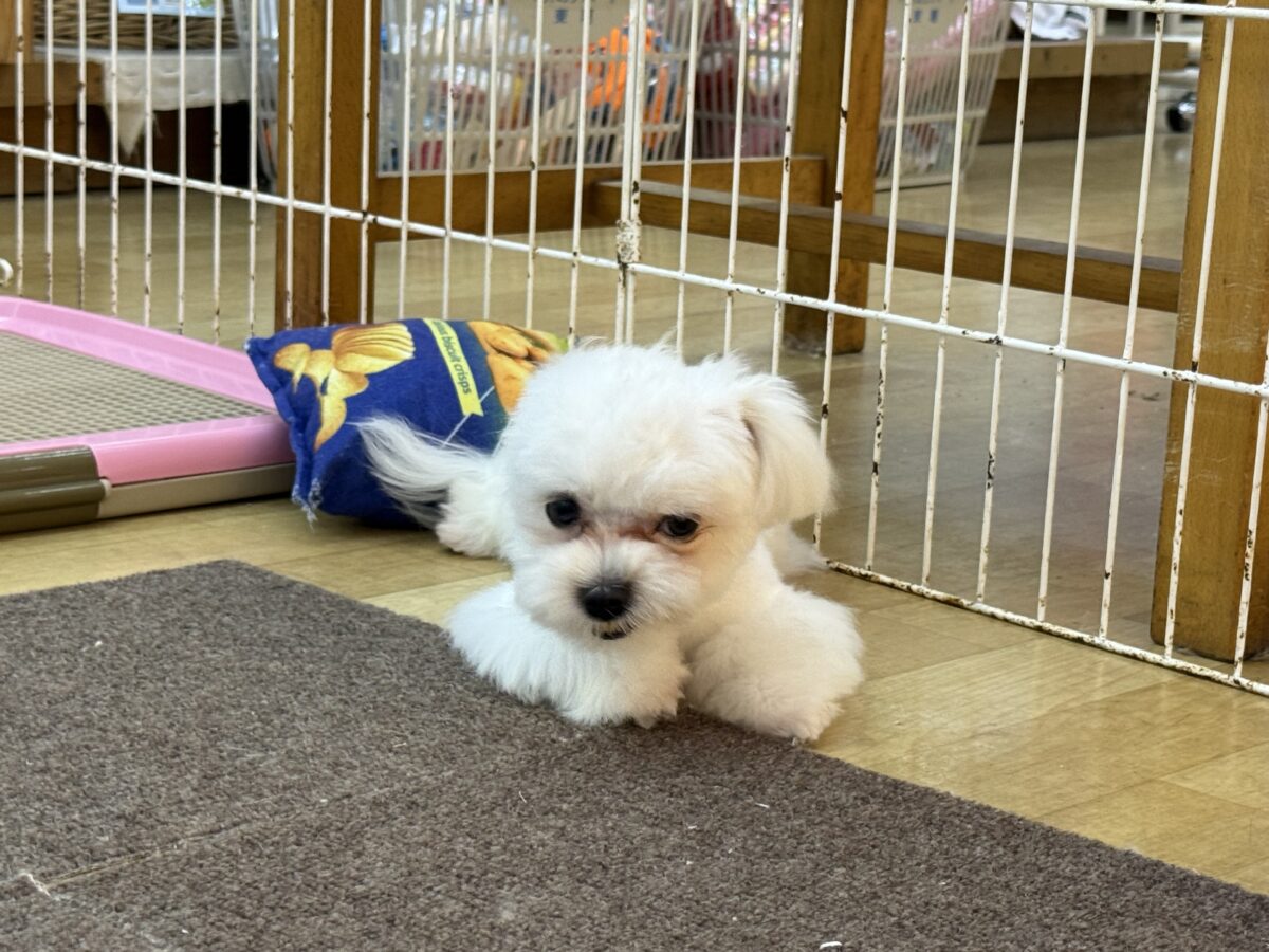 最新画像更新✨️ドキドキとわくわくで胸いっぱいな僕⭐️少し人見知りなマイペース君なマルチーズの男のコきました〜❣️ マルチーズ