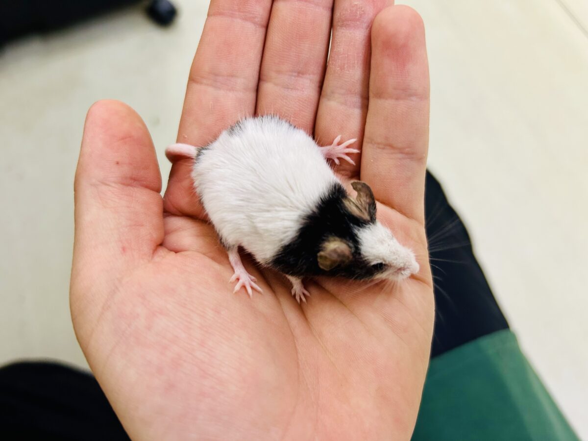 【最新画像更新☆☆】日本では見れなくなったパンダを飼うチャンス?? パンダマウス パンダマウス