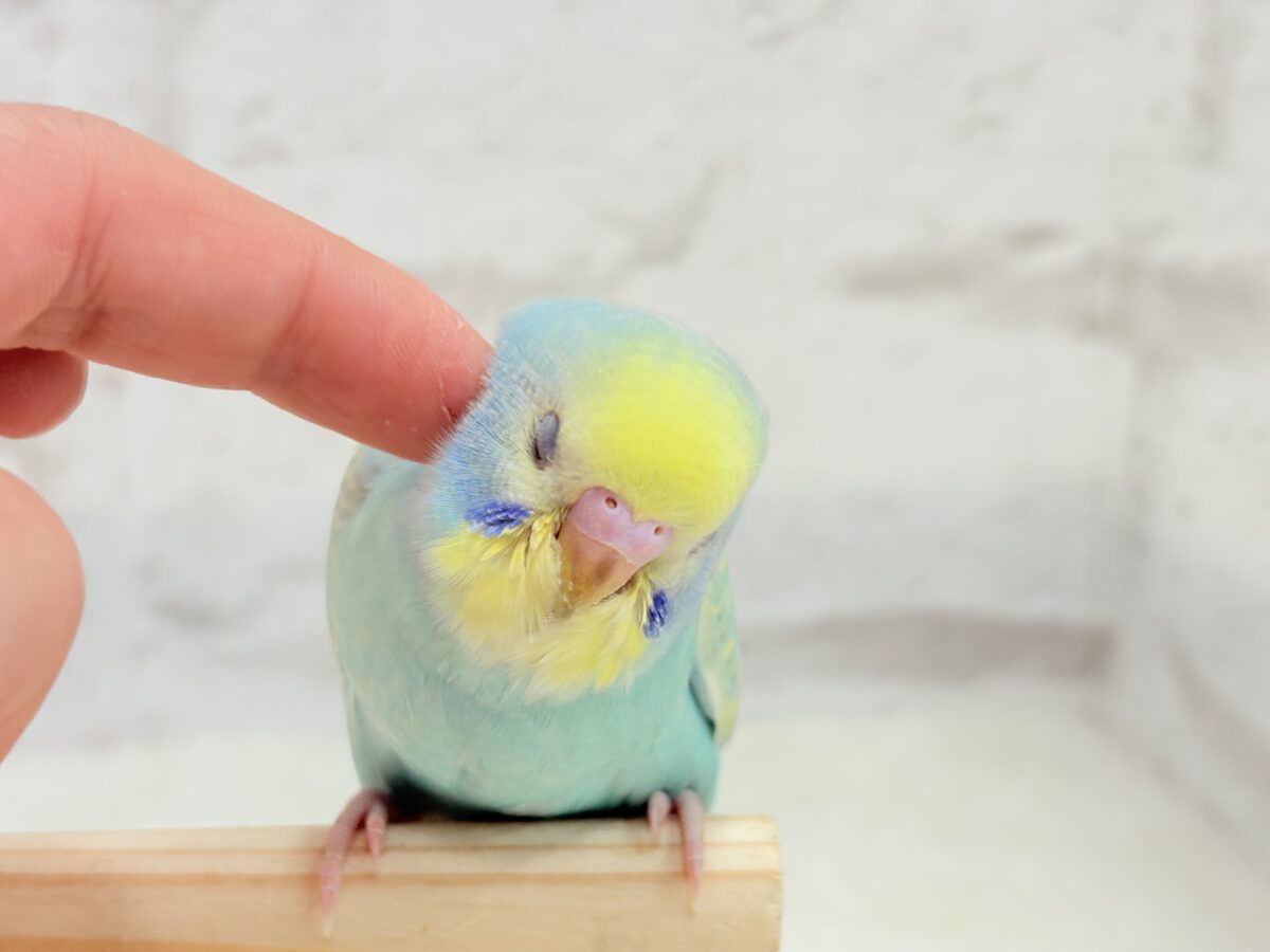 【最新画像更新🪄】ハッピースマイルが炸裂しちゃう🐣💖セキセイインコ(パステルカラーレインボー) ヒナ セキセイインコ