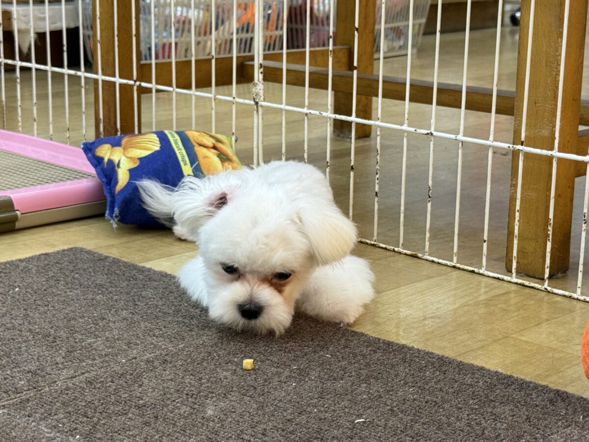 最新画像更新✨️ドキドキとわくわくで胸いっぱいな僕⭐️少し人見知りなマイペース君なマルチーズの男のコきました〜❣️ マルチーズ