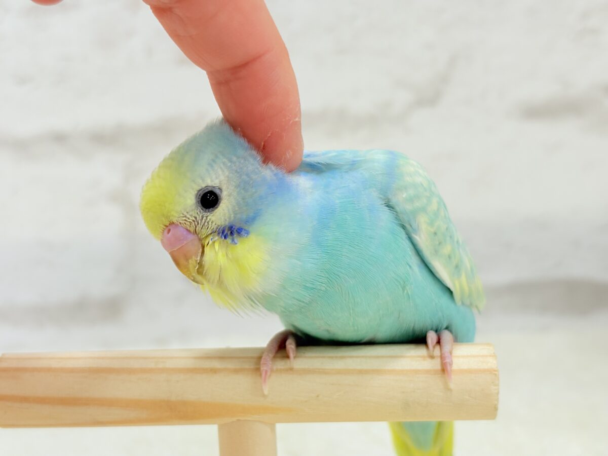 【最新画像更新🪄】ハッピースマイルが炸裂しちゃう🐣💖セキセイインコ(パステルカラーレインボー) ヒナ セキセイインコ