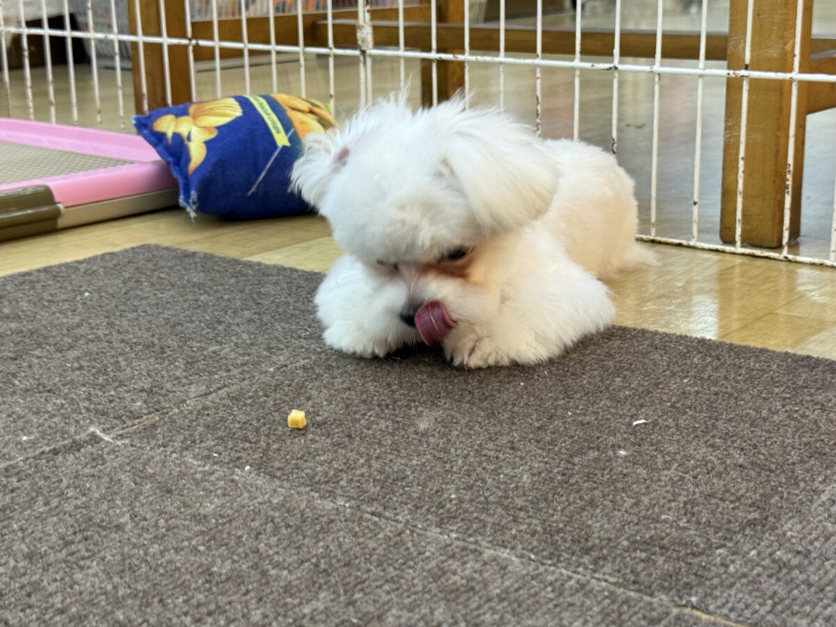 最新画像更新✨️ドキドキとわくわくで胸いっぱいな僕⭐️少し人見知りなマイペース君なマルチーズの男のコきました〜❣️ マルチーズ